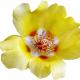 portulaca’s picture