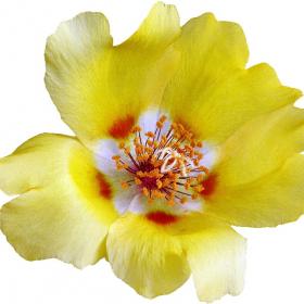 portulaca's picture