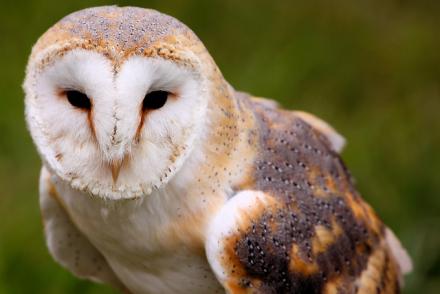 Barn Owl (from flickr Airwolfhound)