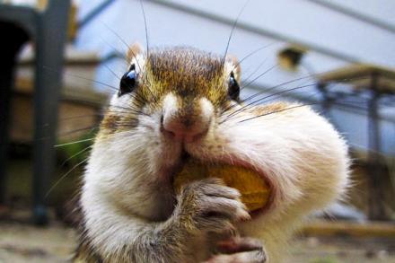 Chipmunk stuffing peanut in its mouth - from Buzzfeed.com