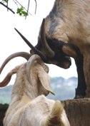 59086881.GoatsButtingHeadsWeb.jpg