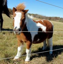 Pony