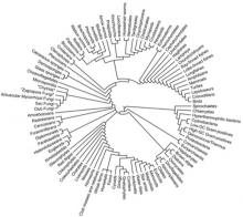 'Tree of life' diagram from  David M. Hillis, Derrick Zwickl, and Robin Gutell, University of Texas