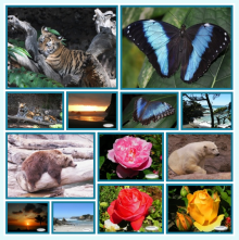 Collage Formatter with borders