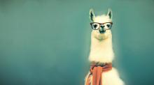 It's just a llama