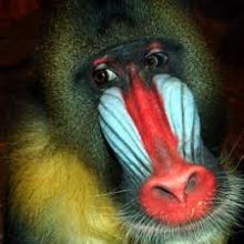 Mandrill Rejects - Drupal module