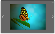 Image of a butterfly opened in a Nivo Lightbox lightbox